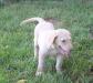 10 wks male
