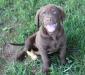 10 wks male