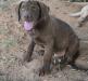 10 wks male