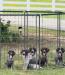 5 male gsp’s available- liver roan 