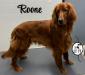Sire- Roone