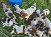 10 puppies 5 male 5 female.DOB 7/6/25