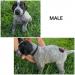 Medium male black and white.