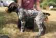 Hank.  He is sweet, on the calmer side but slightly less confident. 