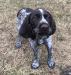Our female we call Purdy.  She is super sweet, energetic, and confident.