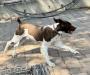 Pups father Brig