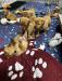 Pups 4 Weeks 