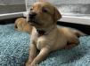 Pup Lavender Collar Female - 4 weeks old - Just one of the females available