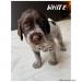 WHITE  Loving Female, Very Pleasant Temperament, Socialized Niceley, A Good Breeder Choice, She has often been the People's Female Choice when showing the litter.