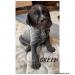 GREEN This Dog is Built to Hunt, We are thinking of holding him back for training.