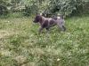 Female German short hair very beautiful point very strong girls