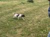 Beautiful little white female strong on point very affectionate puppy