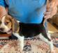 Boomer updated pic 8/23/25 8 weeks