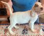 Jo JO updated pic 8/23/25 12 weeks