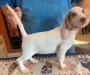 Pepper updated pic 8/25/25 12 weeks