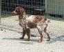 Dam: Gypsy