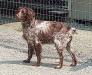 Dam: Gypsy
