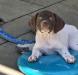 Super sweet puppy, very laid back