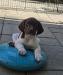 Very social puppy, laid back, likely will be 65-75 lb dog