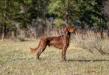 Sire