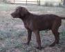 12 wks male two