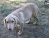 12 wks male three