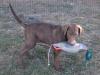 12 wks male one