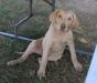 12 wks male three