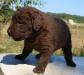 3 wks female