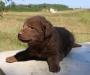 3 wks female