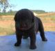 3 wks male