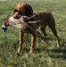Flair is a prodigy of Nemes, a Hungarian import from distinguished field and conformation lines. Her dam is a half-sibling to the first Wirehaired Vizsla to earn the NAVHDA Versatile Champion title, and her sire also holds the NAVHDA Versatile Champion title. We are pleased to include Flair in our breeding program.

Flair readily responds to structured training protocols, demonstrating a strong prey drive, consistent focus, and the ability to relax when needed. She works tirelessly in the field, pacing herself effectively, and adjusts her hunting style to succeed in diverse environments.

Flair exhibits a natural retrieve, an excellent nose, and a medium to long-range staunch point. She excels in waterfowl hunting and upland bird pursuits, including pheasant, grouse, partridge, dove, and quail.

Her russet gold wiry coat is low-maintenance and highly durable in challenging weather conditions.