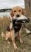 Female puppy from previous Abby litter