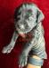 Copper- Solid Black - Male