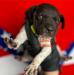 Dixie- Liver, White Ticked & Patched -Female