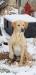 The pup’s Sire!