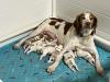 8 healthy puppies born 9/3. We have 6 girls and 2 boys. 