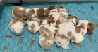 Puppies!