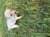 Ready for new home October 18. Will be given distemper and dewormer shots. 