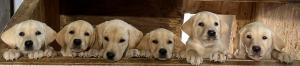 Litter out of similar lines!
Another Morgan” litter! 
 3XGHRCH DUCKDAWG’S SPICED RUM MH
