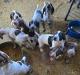 9 puppies left!! 5 males and 4 females. Born 7-6-25 