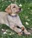 Purple Collar Female is a sweet, intelligent puppy. Loves water!! Learning quickly, great nose, retrieving like a champ!