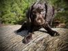 Blue Collar Male at 7 weeks
