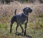 Sire: NWGDC FC AFC Hunt'Em Up's Leave No Doubt MH