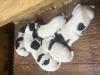 Puppies availible 