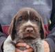 Male, 6 weeks old. Ready to go home October 17th. Both parents hunt and are akc registered and ofa hip and elbow certified. The puppy had his first vet check and got his first shot and wormed. 