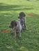Both males available 