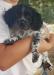 Shadow-Blue Roan Male (AVAILABLE)