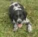 Luna-Blue Roan Female (RESERVED)