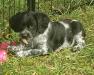 Sadie-Blue Roan Female (RESERVED)